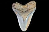 Huge, Fossil Megalodon Tooth - North Carolina #75521-2